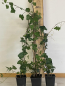 Preview: Irischer Efeu,(Hedera helix“Hibernica“) Topf 30-50